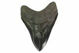 Serrated, Fossil Megalodon Tooth - Monster Meg Tooth #135911-1